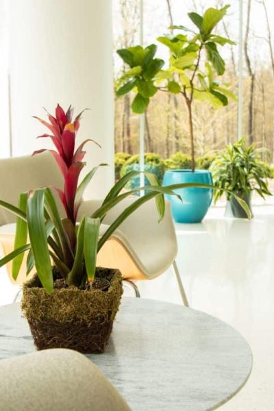 modern lobby with commercial plants